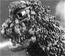 Godzilla 1967